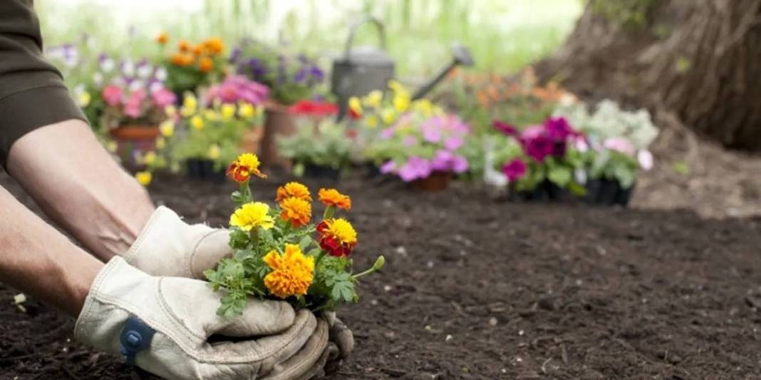 Hem güzel kokar hem de sivrisinekleri kovar! Yaz bahçelerinin gizli kahramanı: Haziran gelmeden mutlaka ekin 1